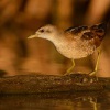 Chrastal maly - Porzana parva - Little Crake 0158